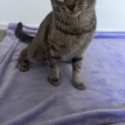 No photo for Cherry Plum