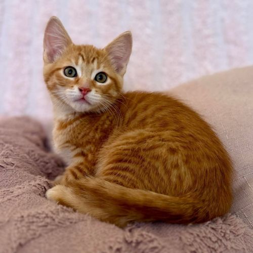 Tom - In foster care in Croydon