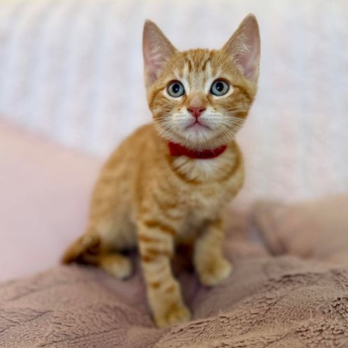 Ziggy - In foster care in Croydon