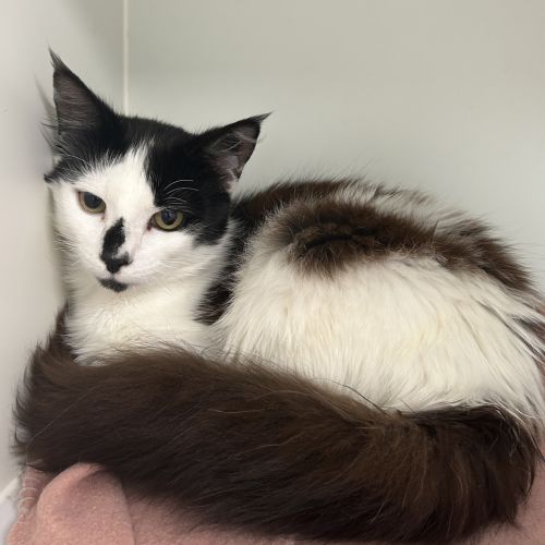 No photo for Sheldon