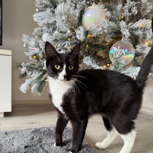 No photo for Quesadilla