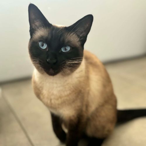 Cleo - In foster care in Riddells Creek