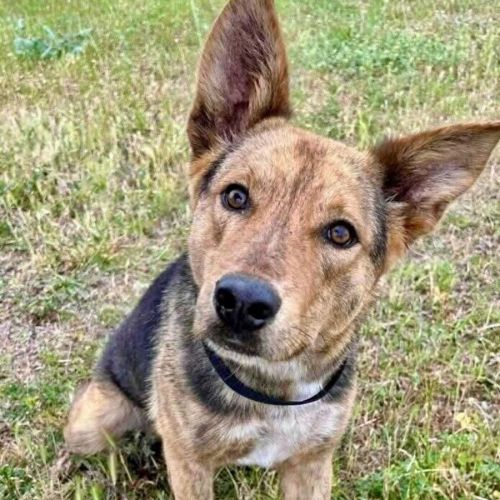 Da Vinci (aka Vinnie)