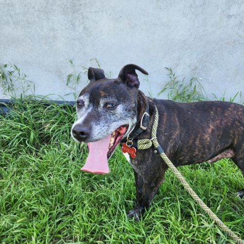 No photo for Lukey (67361)