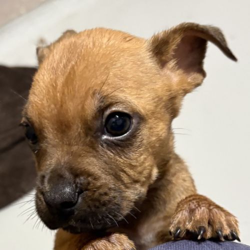 No photo for Hershey Kisses