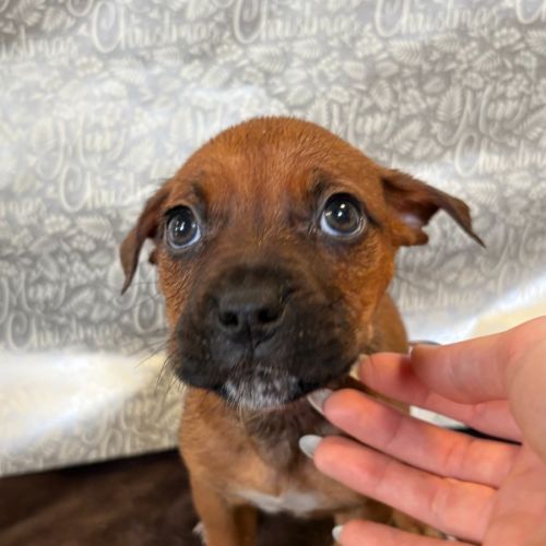 No photo for Violet Crumble