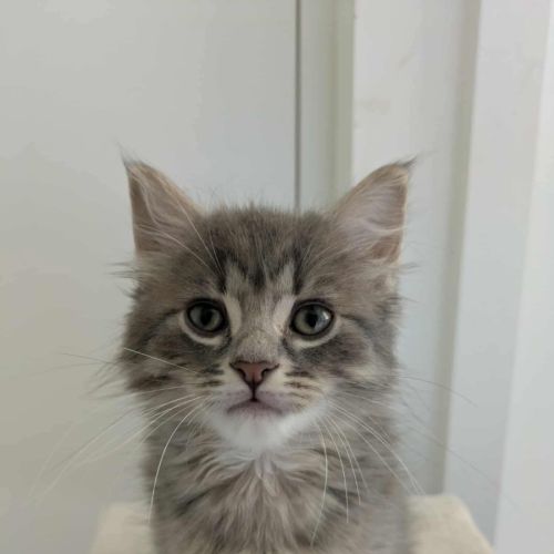 Leo meet me@petstock clyde store