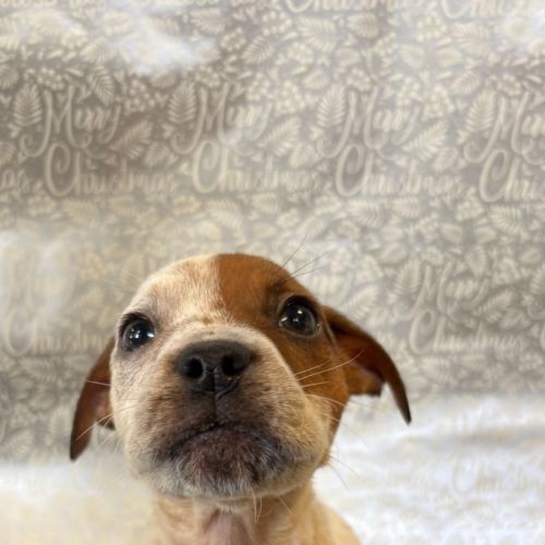 No photo for Freckles