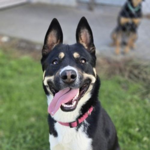 No photo for Ruby (67536)