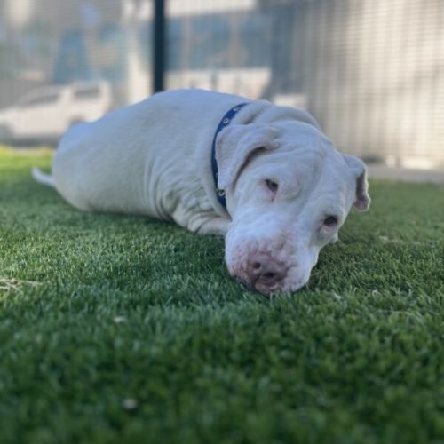 No photo for Crumpet