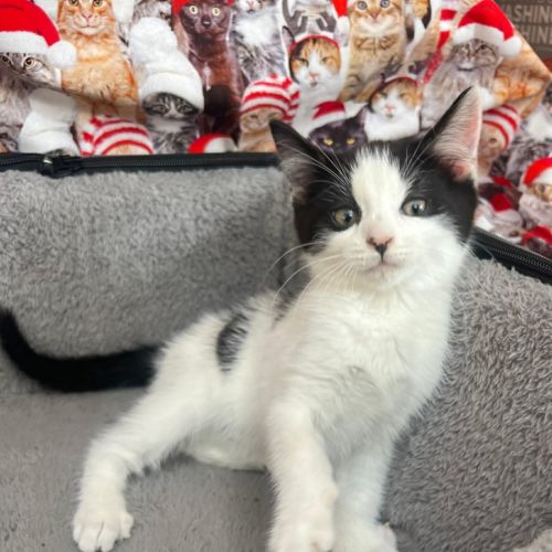 James *9 Lives project Rescue*