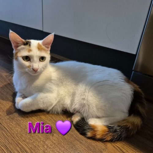 Mia meet me@petstock keysborough store 