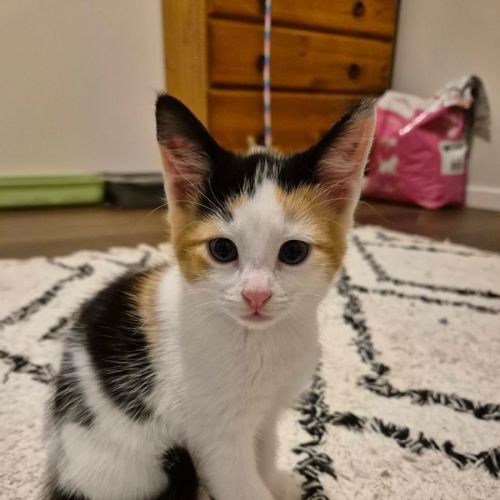 No photo for Harriet 