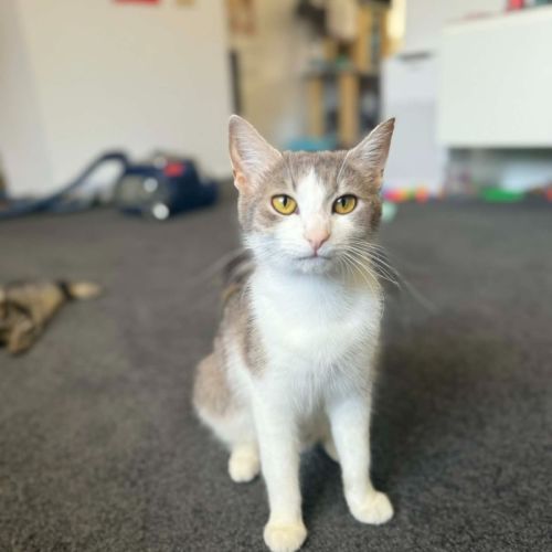 No photo for Phoebe *9 Lives Project Rescue*