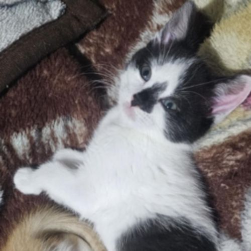 Richard *9 Lives Project Rescue*