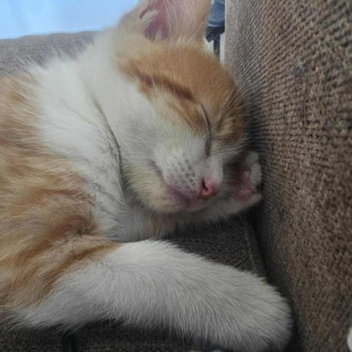 Arthur *9 Lives Project Rescue*