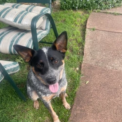 No photo for Frankie