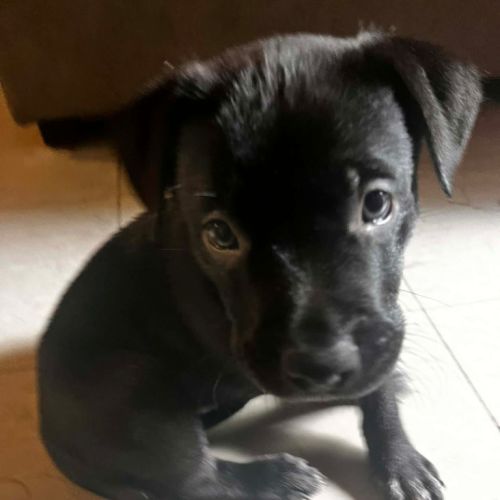 No photo for Chestnut