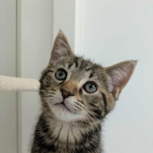 Otto meet me@petstock Clyde north store