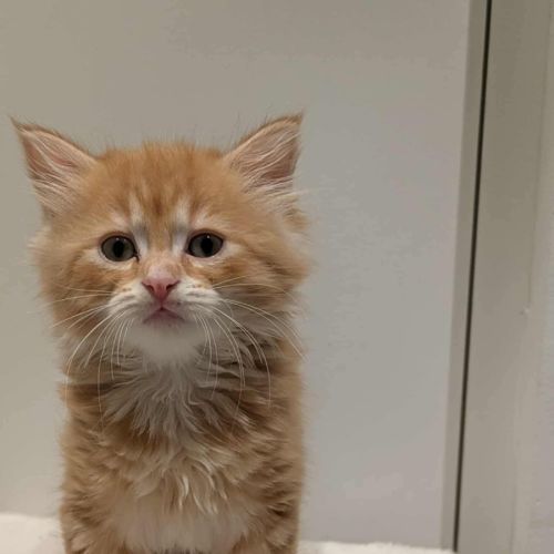 Pumpkin meet me@petstock Clyde north store