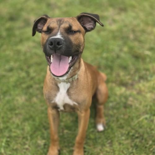 No photo for Gideon (67618)