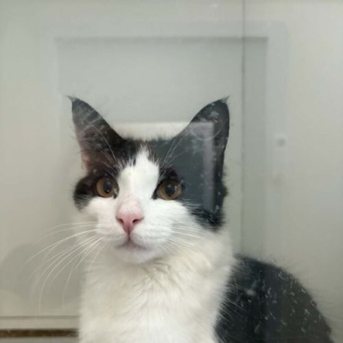 No photo for Caspian