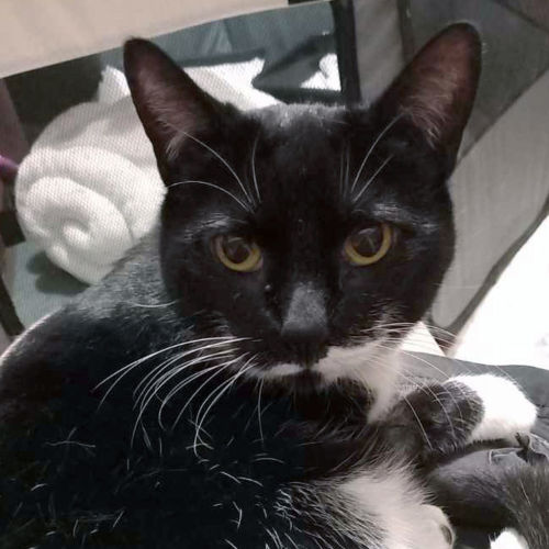 No photo for Miss Nibbs