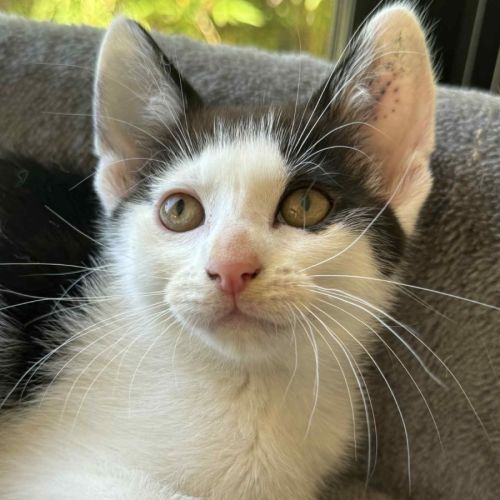 Chilli - In foster care in Cranbourne