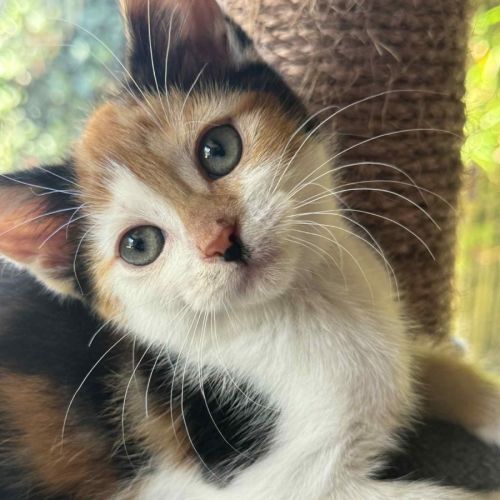 Matilda - In foster care in Cranbourne