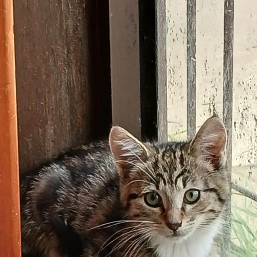 No photo for Blink *9 Lives Project Rescue*