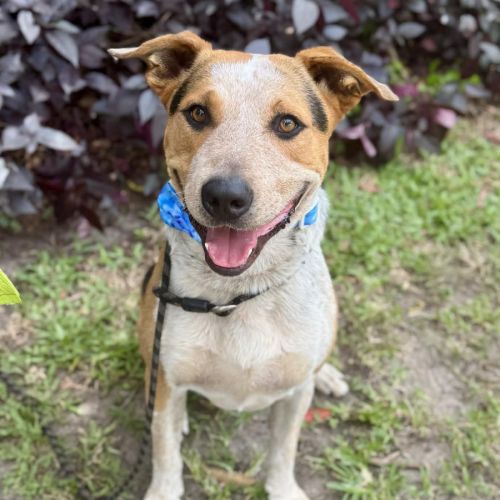 No photo for Zak *$150 Adoption Fee*