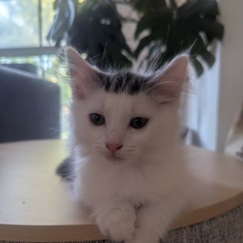 No photo for Jingles