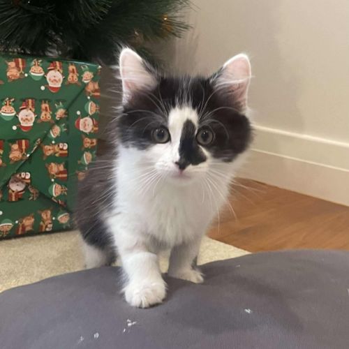 No photo for Nigel (In Foster Care In Box Hill)