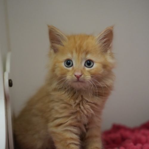 No photo for Scurvy Joe