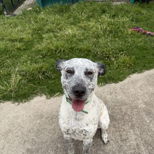 No photo for Mushroom 