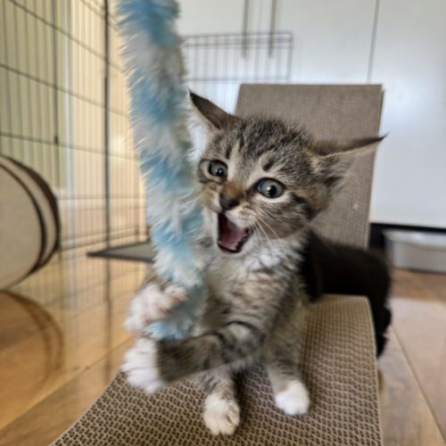 No photo for Jackson   Available 5/1/2026