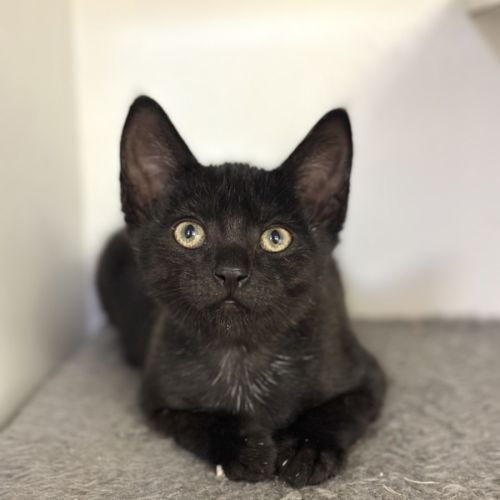 No photo for Mystery 