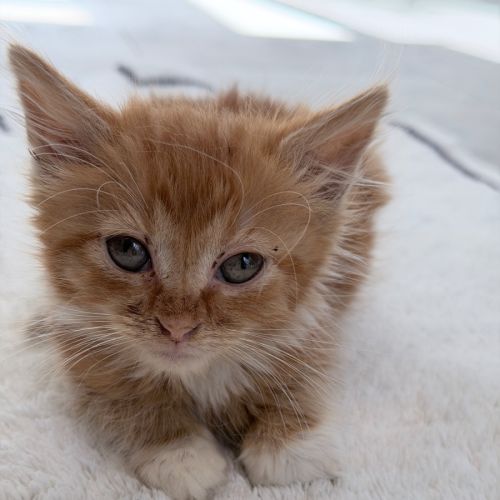 No photo for Buttercup