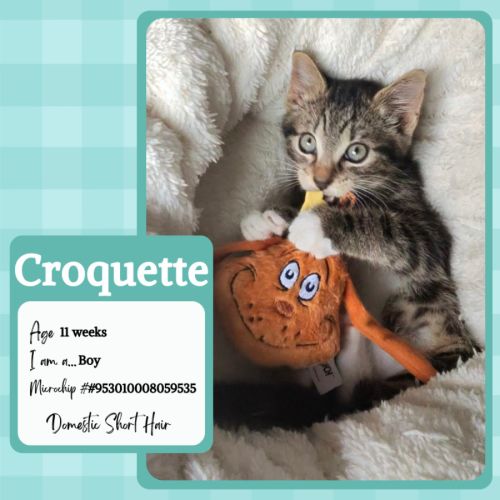 No photo for Croquette