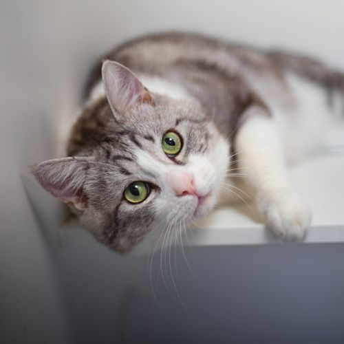 No photo for Remington