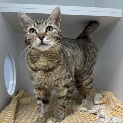 No photo for Shimmer