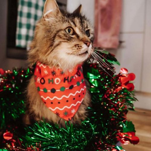 No photo for Whiskas