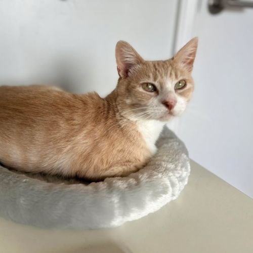 No photo for Raphael *9 Lives Project Rescue*