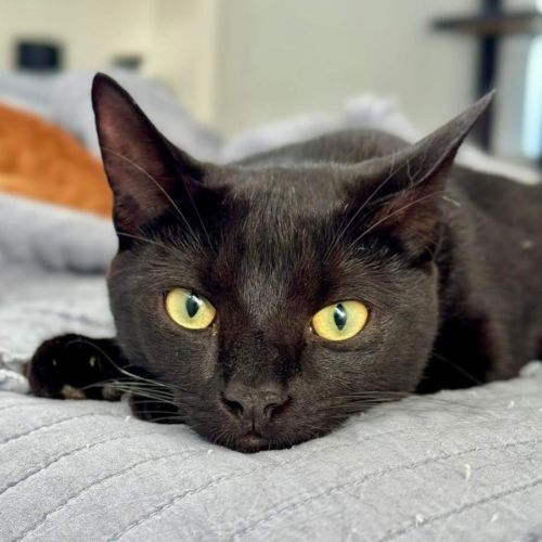 No photo for 12050   Ham 