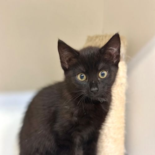 No photo for Chillie 