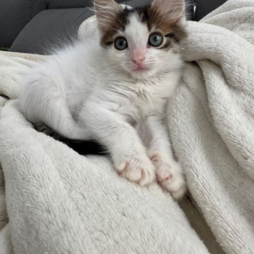 No photo for Pudding