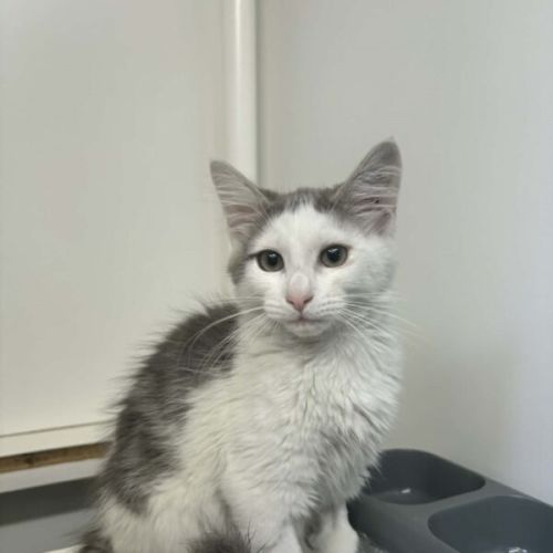 No photo for Cannoli