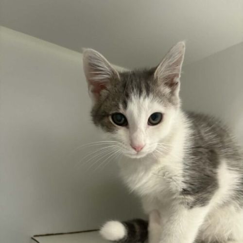 No photo for Galletti