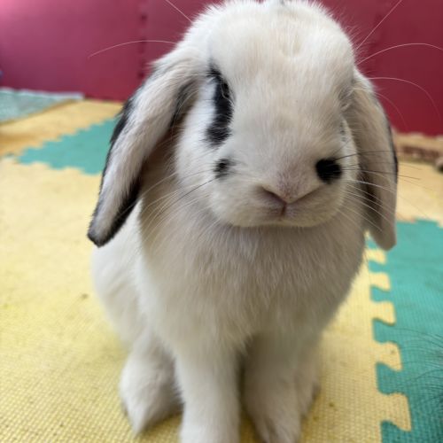 Cauliflower (bonded With Pumpkin And Avocado)