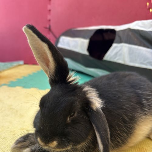 Avocado (bonded With Cauliflower And Pumpkin)